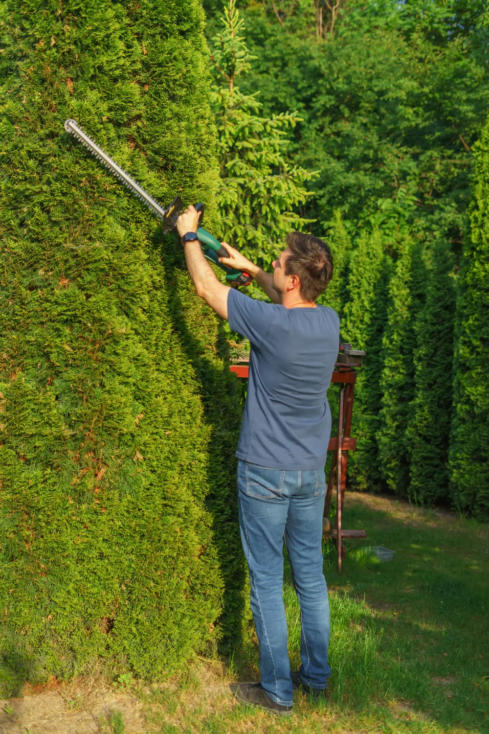 A landscaper trimming tall hedges with an electric trimmer